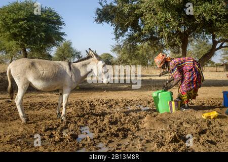 Le donne Fulani raccolgono l'acqua da un buco nel Sahel, Burkina Faso Foto Stock