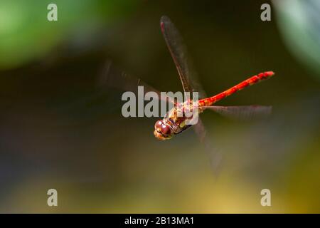 Vagrant sympetrum (Sympetrum vulgatum), uomo in volo, Germania, Baden-Wuerttemberg Foto Stock