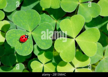 Ladybird a sette punti, sevenspot ladybird, ladybird a 7 punti (Coccinella septemptata), su cloverleaf, Svizzera Foto Stock