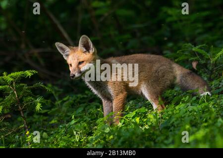 Volpe rossa (Vulpes vulpes), giovane volpe rossa si trova accanto a un giovane abete rosso, Svizzera, San Gallo Foto Stock