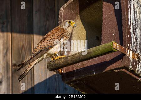 Kestrel europeo, Kestrel eurasiatico, Kestrel vecchio mondo, Kestrel comune (Falco tinnunculus), femmina perching ad una scatola di nido, vista laterale, Germania, Baden-Wuerttemberg Foto Stock