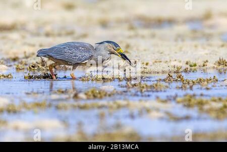 Erone striato, airone di mangrovia, Airone Piccolo, airone verde-sostenuto (Butorides striata brevipes, Butorides striatus brevipes), pesca alla spiaggia di Hamata, Egitto Foto Stock