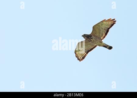 Falco ad ampio raggio (Buteo platypterus), in volo, Cuba, Parco Nazionale la Guira Foto Stock