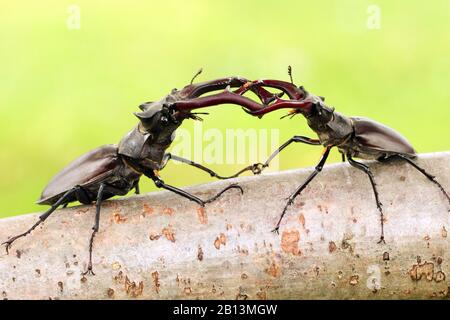 Stag Beetle, European Stag Beetle (Lucanus cervus), due uomini in lotta su un ramo, Germania, Sassonia Foto Stock