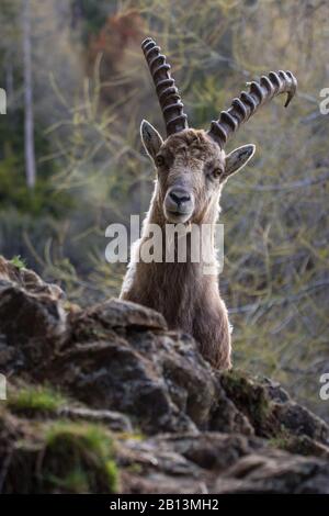 Stambecco alpino (Capra ibex, Capra ibex ibex), ritratto di un maschio, Svizzera, Grigioni Foto Stock