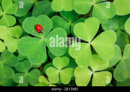 Ladybird a sette punti, sevenspot ladybird, ladybird a 7 punti (Coccinella septemptata), su cloverleaf, Svizzera Foto Stock