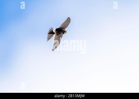Swift (Apus caffer), in volo, Portogallo Foto Stock