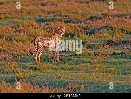 Cheetah (Acinonyx jubatus), ghepardo femminile che si trova nella savana, in Tanzania Foto Stock