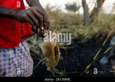 Bambini a caccia di topi cespugli, durante un incendio, una fonte di proteine nel nord del Ghana, Foto Stock