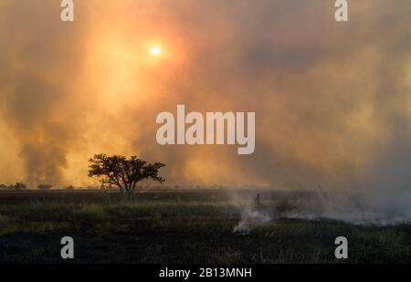 Bambini a caccia di topi cespugli, durante un fuoco. Una fonte di proteine nel nord del Ghana. Foto Stock