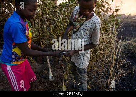 Bambini a caccia di topi cespugli, durante un fuoco. Una fonte di proteine nel nord del Ghana. Foto Stock