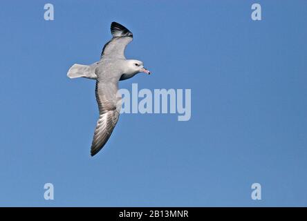 Fulmar meridionale (Fulmarus glacialoides), volare, Antartide Foto Stock