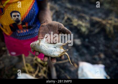 Bambini a caccia di topi cespugli, durante un incendio, una fonte di proteine nel nord del Ghana, Foto Stock