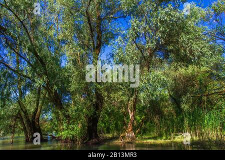 Il delta del Danubio, la Romania, il delta del Danubio Foto Stock