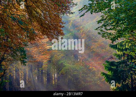 Raggi solari nella foresta autunnale, Germania, Renania Settentrionale-Vestfalia Foto Stock