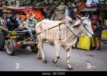 Street scene, Nuova Delhi, India, Asia. Foto Stock