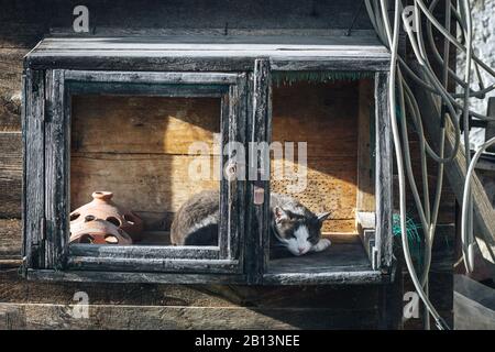 Gatto carino che dorme in una scatola di sospensione Foto Stock