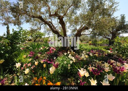 Albero di ulivo sotto piantato con tulipani e fiori di parete in un bel giardino mediterraneo in primavera Foto Stock