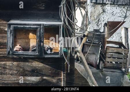 Gatto carino che dorme in una scatola di sospensione Foto Stock