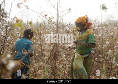 Lavori nei campi di cotone della Costa d'Avorio (Costa d'Avorio) Foto Stock