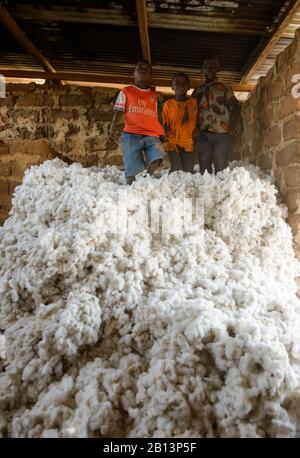 Lavori nei campi di cotone della Costa d'Avorio (Costa d'Avorio) Foto Stock