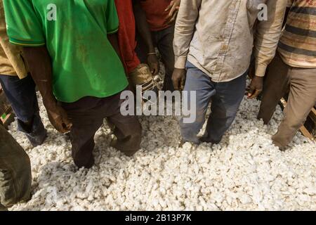 Lavori nei campi di cotone della Costa d'Avorio (Costa d'Avorio) Foto Stock