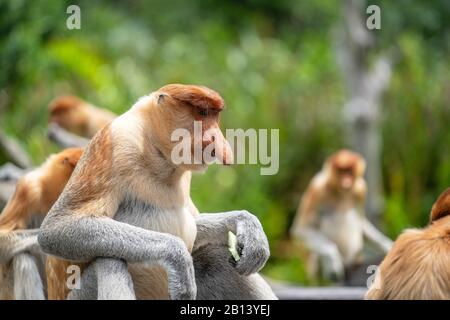 Scimmia di Proboscis selvaggia o larvatus di Nasalis, nella foresta pluviale dell'isola Borneo, Malesia, primo piano Foto Stock