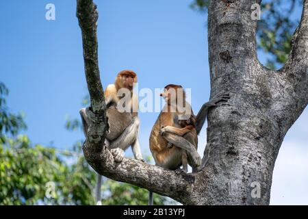 Scimmia di Proboscis selvaggia o larvatus di Nasalis, nella foresta pluviale dell'isola Borneo, Malesia, primo piano Foto Stock