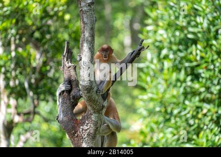 Scimmia di Proboscis selvaggia o larvatus di Nasalis, nella foresta pluviale dell'isola Borneo, Malesia, primo piano Foto Stock