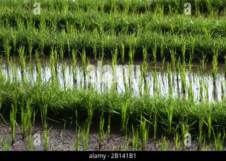 Campi Di Riso, Bali, Indonesia | Campi Di Riso, Bali, Indonesia Foto Stock