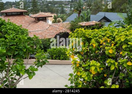 Australia privato abitazione giardino domestico fronte con piante verdi e cespugli nativi, Whale Beach sobborgo di Sydney, Australia Foto Stock