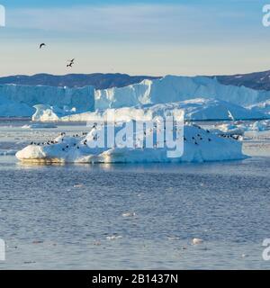 Iceberg nella baia di Disko su Midsummer, Groenlandia Foto Stock