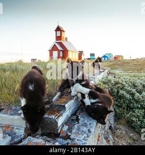 Sled Dog cuccioli nella baia di Disko su Midsummer, Groenlandia Foto Stock