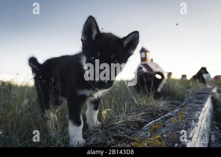 Sled Dog cuccioli nella baia di Disko su Midsummer, Groenlandia Foto Stock