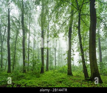 Foresta decidua di faggio, quercia e carpino con nebbia in primavera, vicino Freyburg, Sassonia-Anhalt, Germania Foto Stock