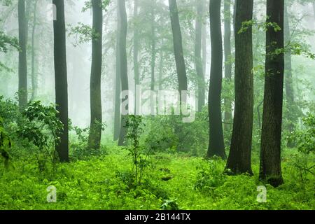 Foresta decidua di faggio, quercia e carpino con nebbia in primavera, vicino Freyburg, Sassonia-Anhalt, Germania Foto Stock