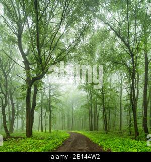 Sentiero escursionistico attraverso la foresta naturale decidua di faggio, quercia e carpino con nebbia in primavera, vicino Freyburg, Sassonia-Anhalt, Germania Foto Stock