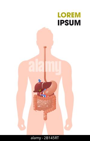 organi interni umani struttura del tratto gastrointestinale sistema digestivo poster medico ritratto piano verticale copia spazio immagine vettoriale Illustrazione Vettoriale