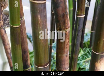 Timor Black Bamboo, una pianta tropicale dell'Indonesia Foto Stock