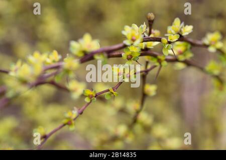 Berberis thunbergii 'Pow Wow' da vicino. Foto Stock