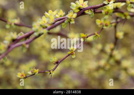 Berberis thunbergii 'Pow Wow' da vicino. Foto Stock