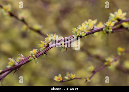 Berberis thunbergii 'Pow Wow' da vicino. Foto Stock