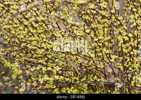 Berberis thunbergii 'Pow Wow' da vicino. Foto Stock