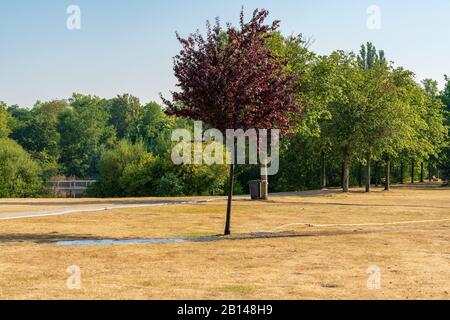 Un albero su un prato alberato, essendo innaffiato, visto nel Nordsternpark, Gelsenkirchen, Reno-Westfalia del Nord, Germania Foto Stock