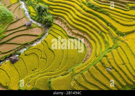 Terrazze di riso dorato appena prima della raccolta nel Vietnam del Nord, Mu Cang Chai, Vietnam Foto Stock