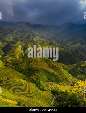 Terrazze di riso dorato appena prima della raccolta nel Vietnam del Nord, Mu Cang Chai, Vietnam Foto Stock