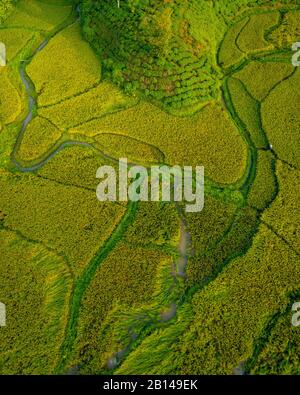 Campi di riso vicino Hanoi, vista aerea, Vietnam Foto Stock