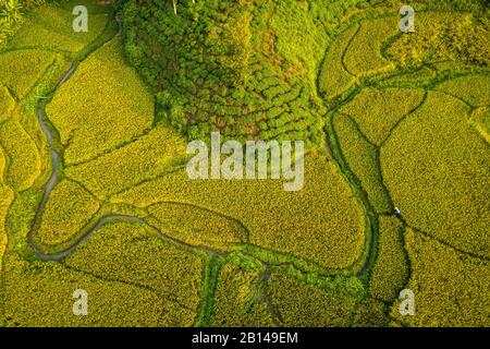 Campi di riso vicino Hanoi, vista aerea, Vietnam Foto Stock