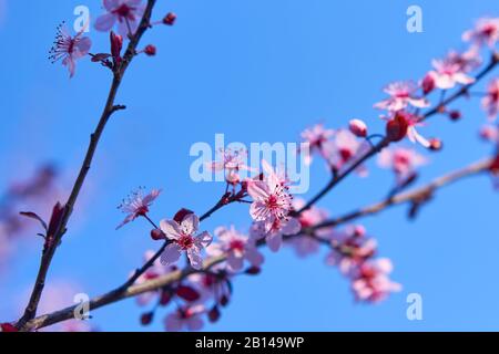 I fiori di prugna rosa e bianca fioriscono sui rami dell'albero contro il cielo blu chiaro a Windsor, California. Foto Stock