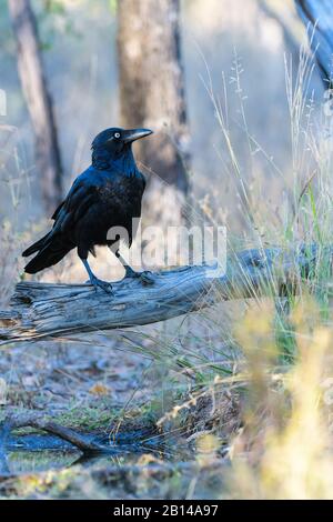 Corvo o corvo maturo australiano che si assicura che sia sicuro prima di bere ad un waterhole in fuori del Queensland in Australia. Foto Stock